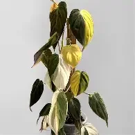 Micans Aurea Philodendron