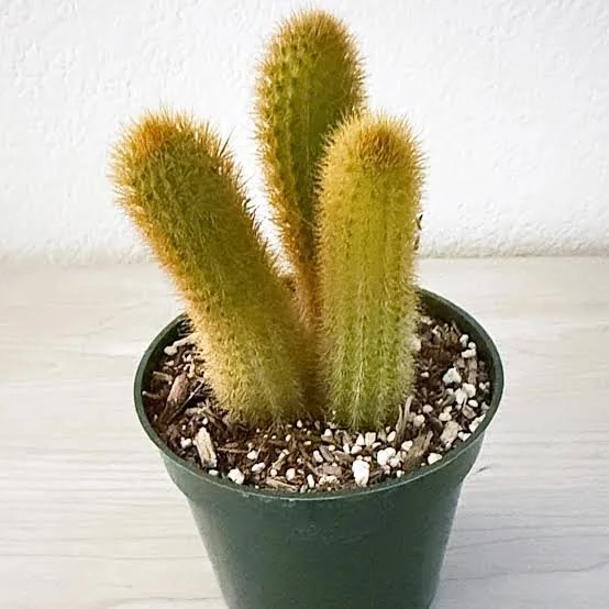 Golden Rat Tail Cactus