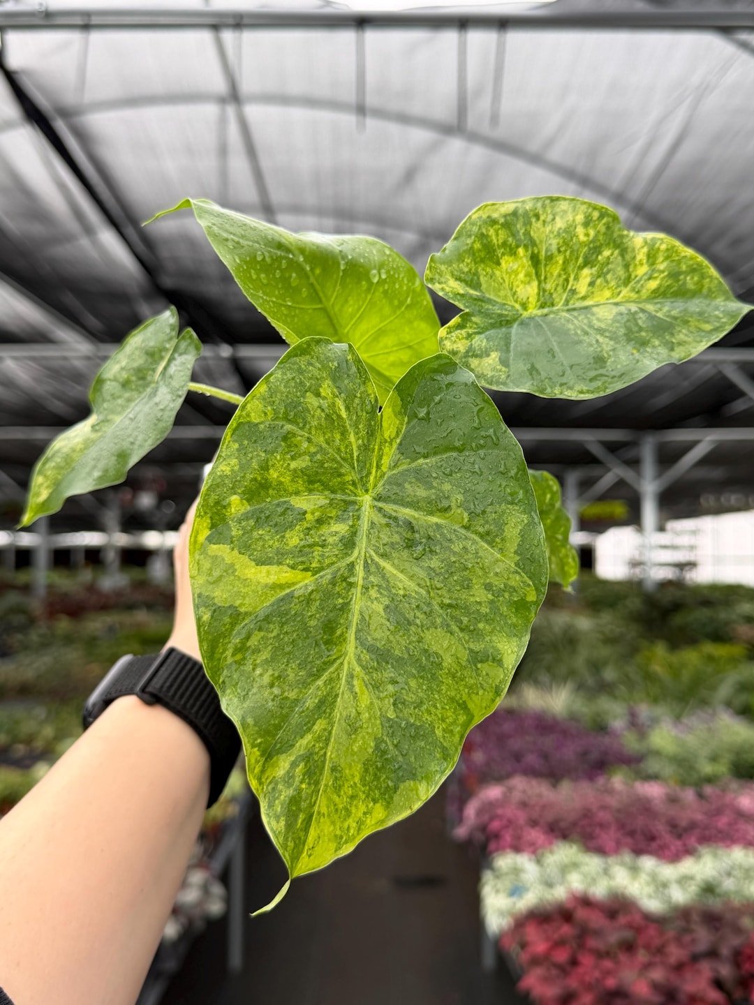 Aurea Alocasia