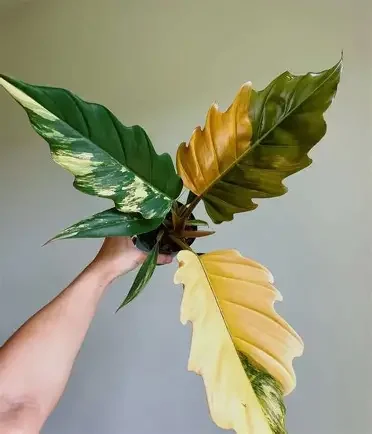 Caramel Pluto Philodendron