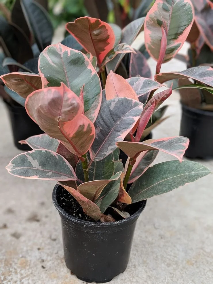 Ruby Variegated Rubber Plant - Ficus elastica Ruby