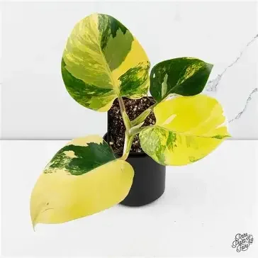 White Wizard Aurea Philodendron