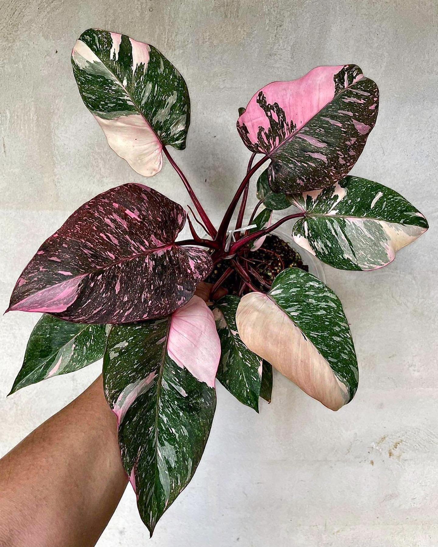 Pink Princess Philodendron.jpg