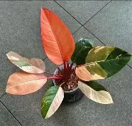 Red Congo Variegated Philodendron
