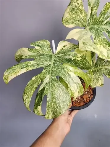 Legacy Monstera