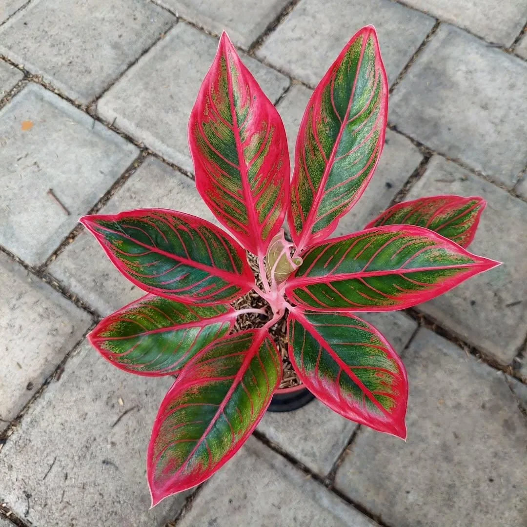 Khanza Chinese Evergreen