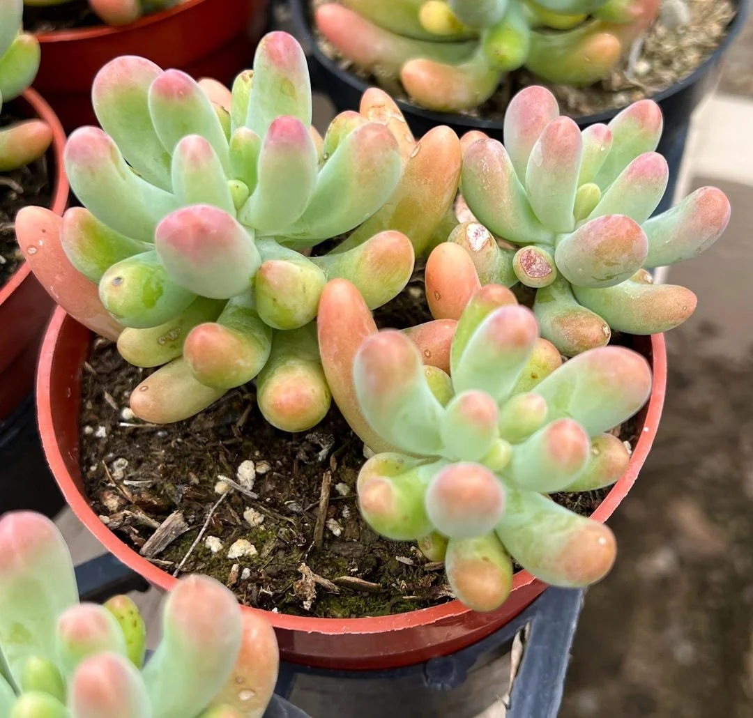 Variegated Jelly Bean Sedum.jpg