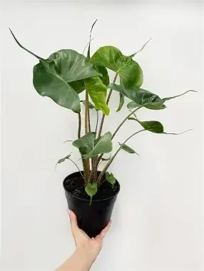 Stingray Alocasia