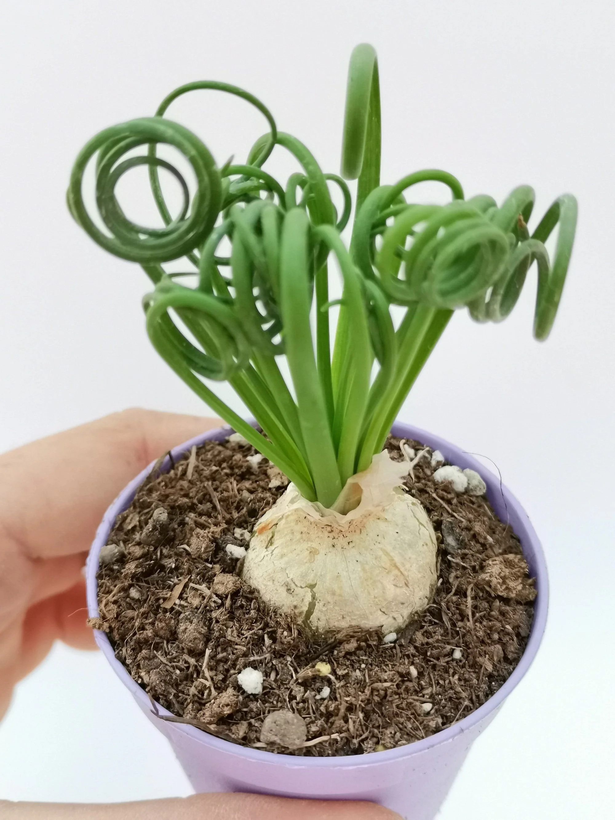 Frizzle Sizzle - Albuca spiralis Frizzle Sizzle