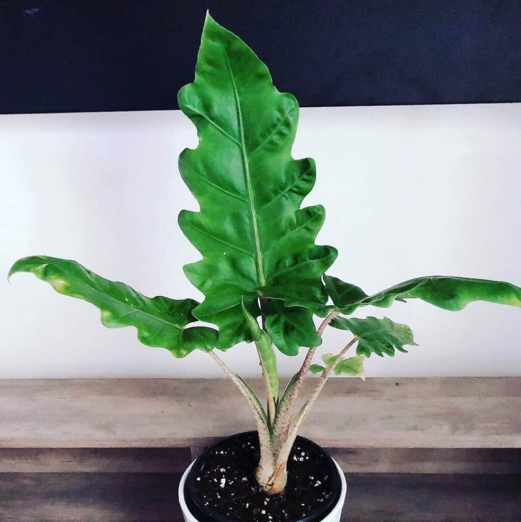 Boa Alocasia