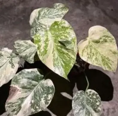 Cream Cheese Monstera