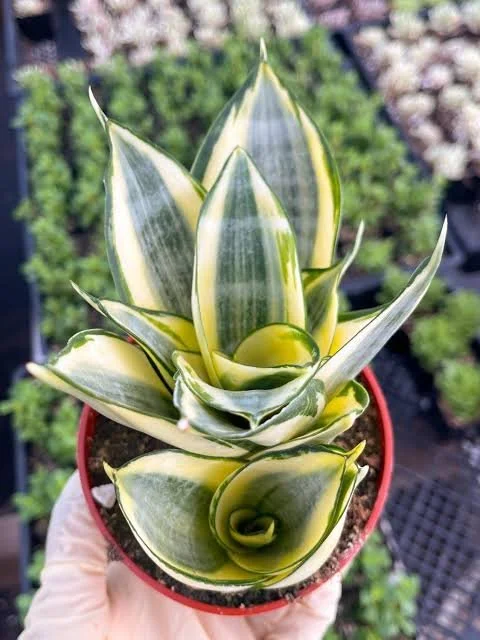 Golden Hahnii Snake Plant