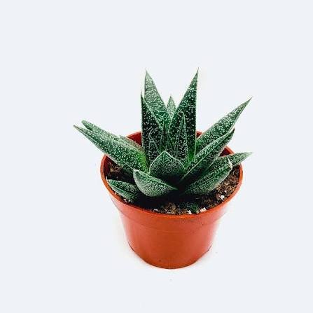 Gasteraloe Flow