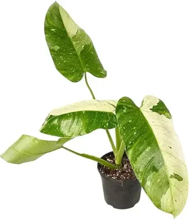 Jose Bueno Variegated Philodendron