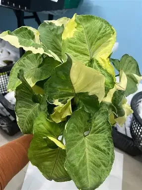 Golden Allusion albo Arrowhead Plant