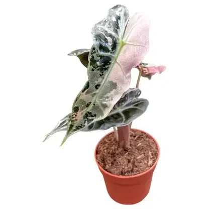 Polly Pink Variegated Alocasia