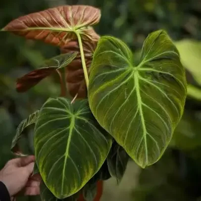El Choco Red Philodendron