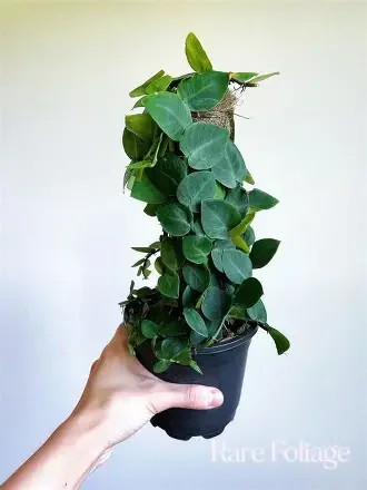 Pearls Rhaphidophora