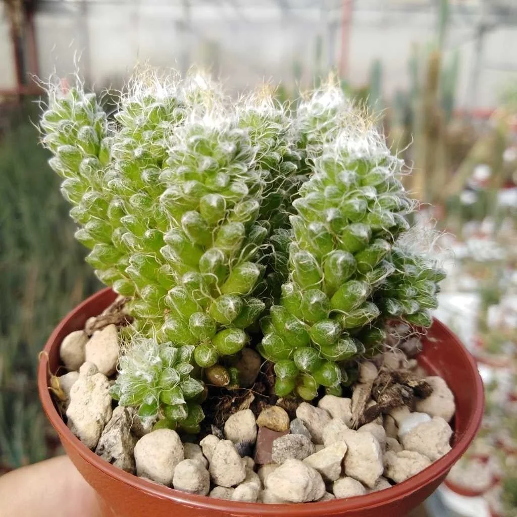 Cobweb Anacampseros - Anacampseros filamentosa