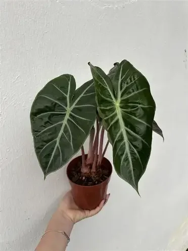Nairobi Nights Alocasia