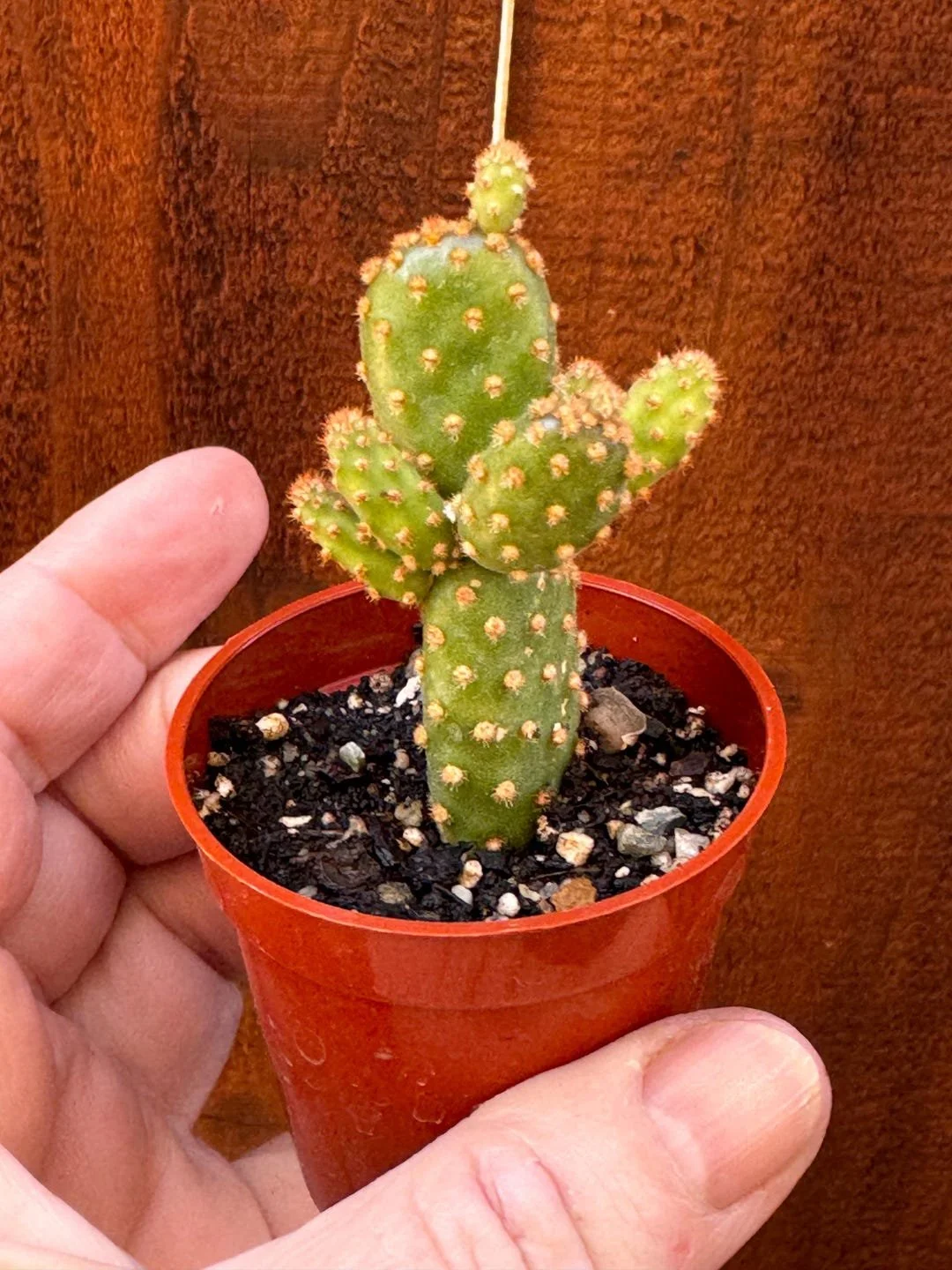 Monstrose Prickly Pear.jpg