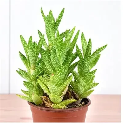 Tiger Tooth Aloe