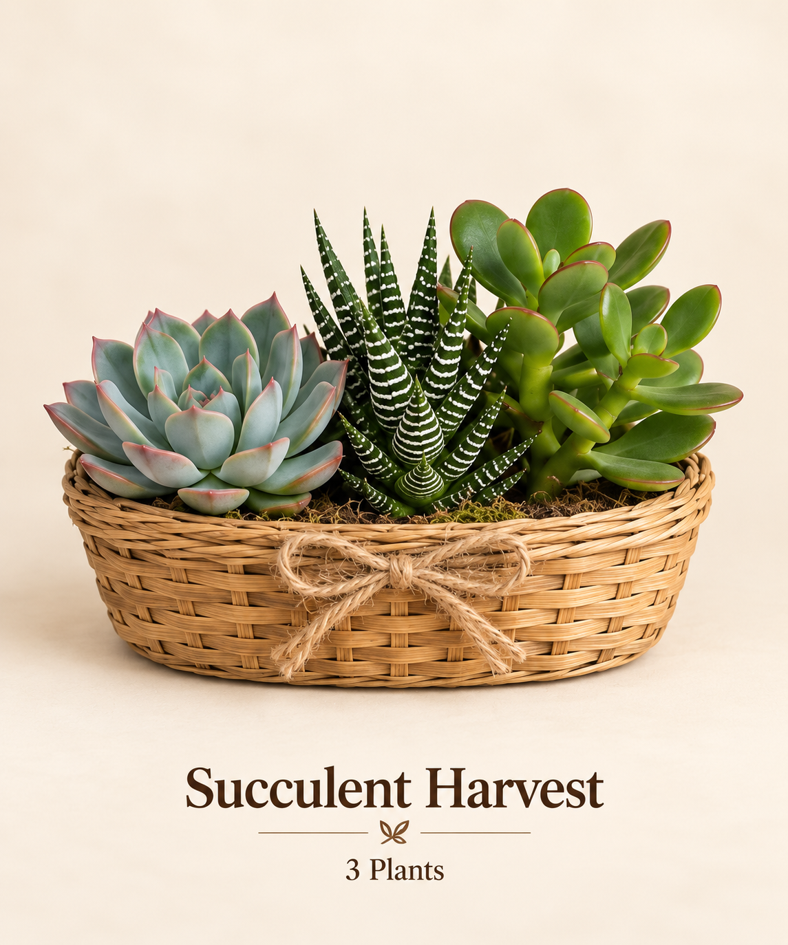 Succulent Harvest - 3 Plants.png