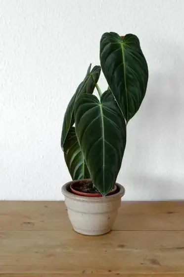 Melanochrysum Philodendron