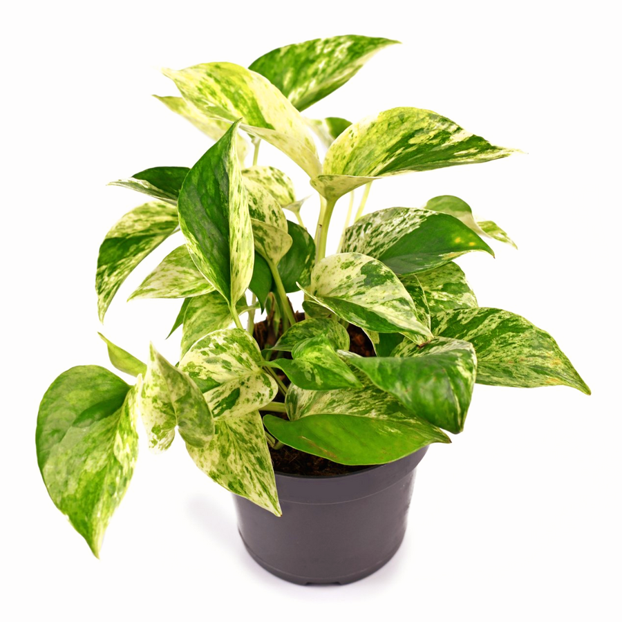 Marble Queen Pothos - Epipremnum aureum Marble Queen