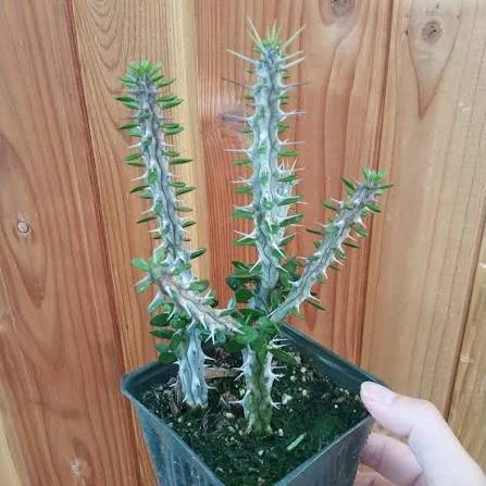 Madagascar Ocotillo - 4 inch