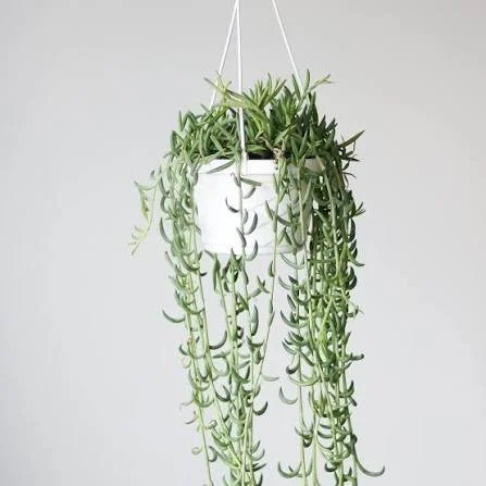 Fish Hook Plant — 6" Pot