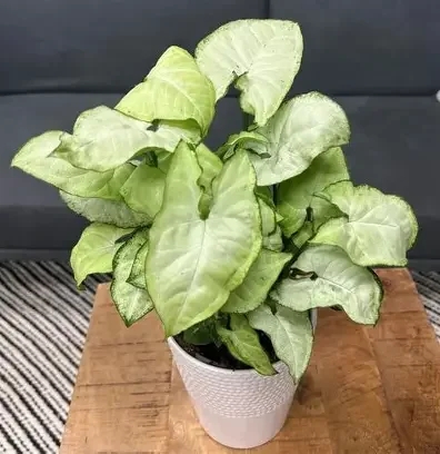 White Butterfly Arrowhead Plant