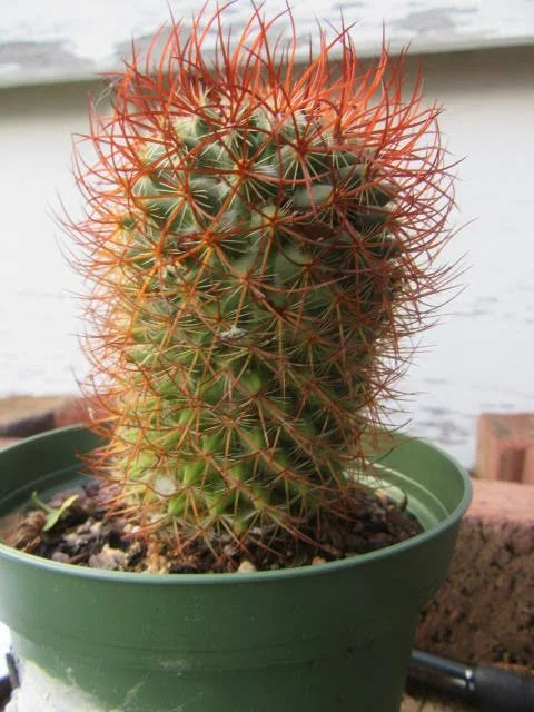 Rainbow Pincushion Cactus