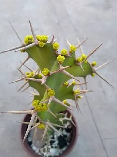 Cow's Horn Euphorbia - Euphorbia grandicornis