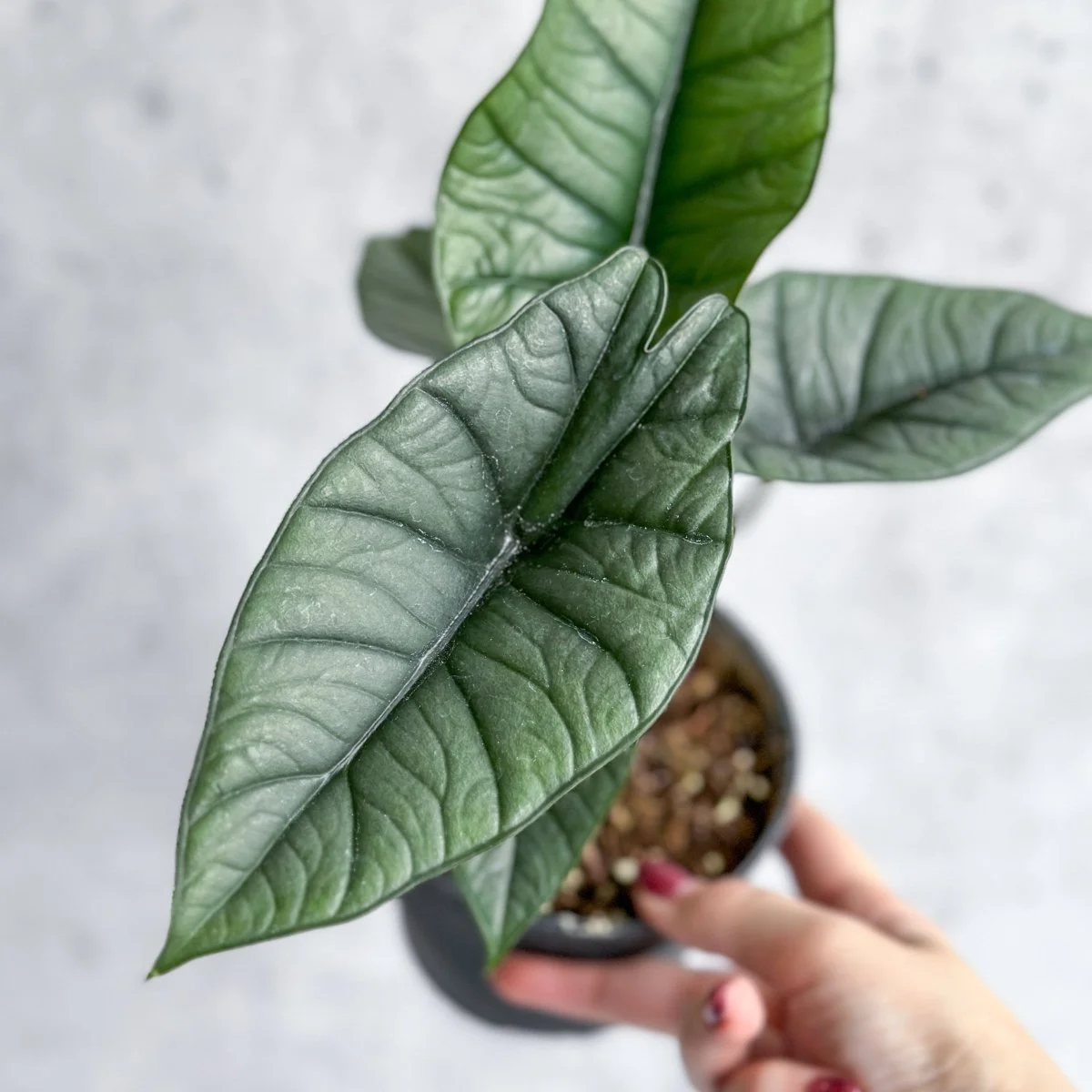 Bisma Platinum Alocasia