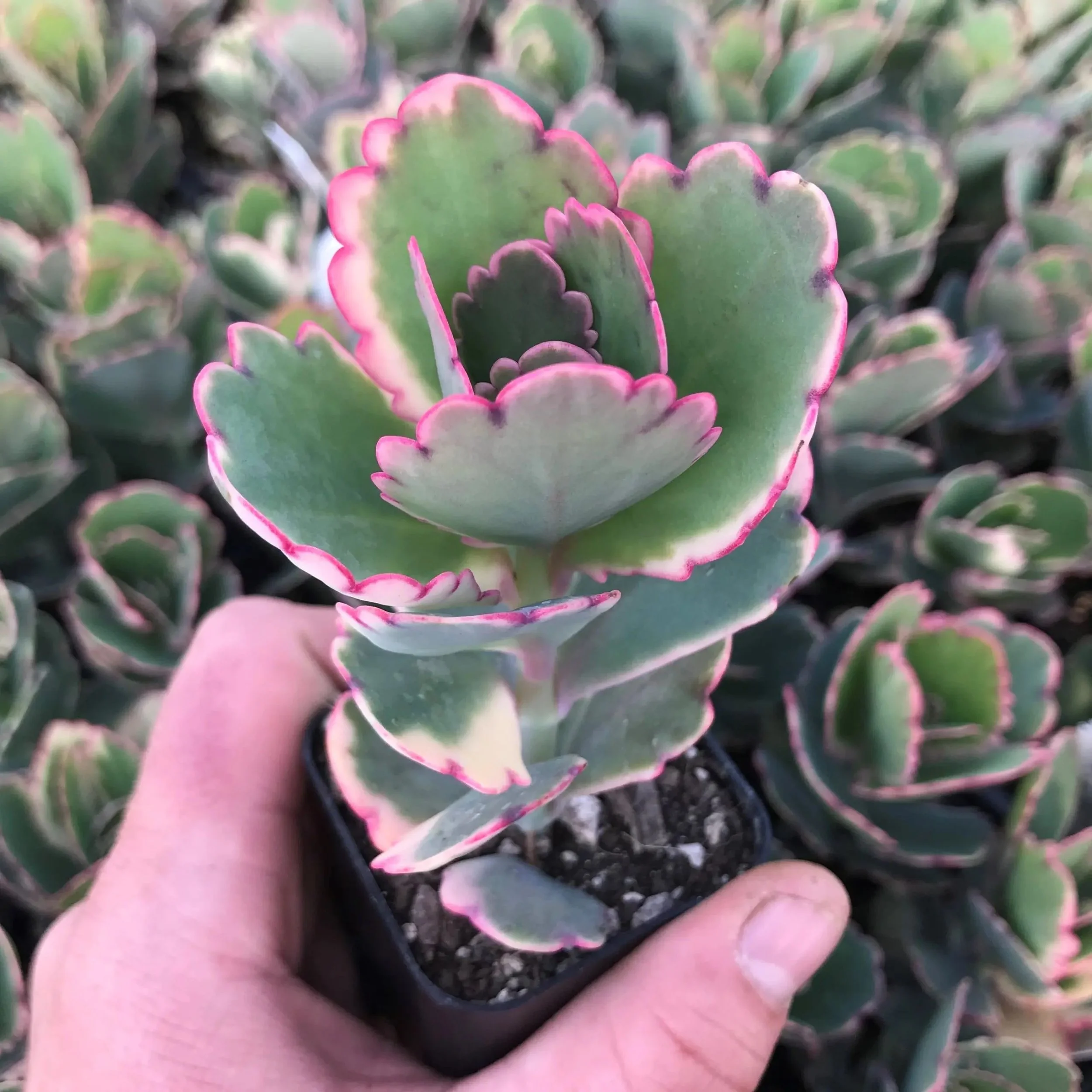Lavender Scallops - Kalanchoe fedtschenkoi