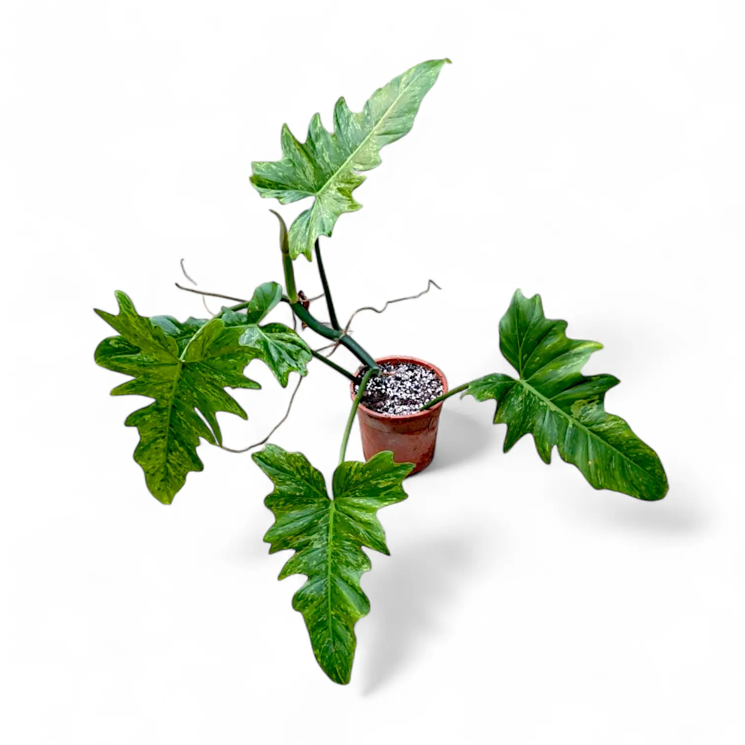 Lime Fiddle Philodendron - Philodendron Lime Fiddle