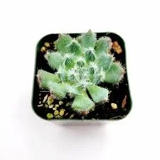 var deminuta Mexican Firecracker