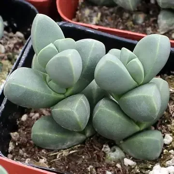 Corpuscularia lehmannii Ice Plant