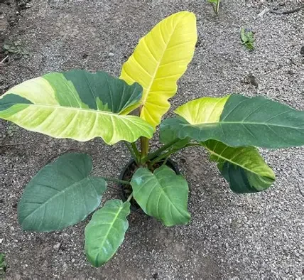 Jungle Fever Variegated Philodendron