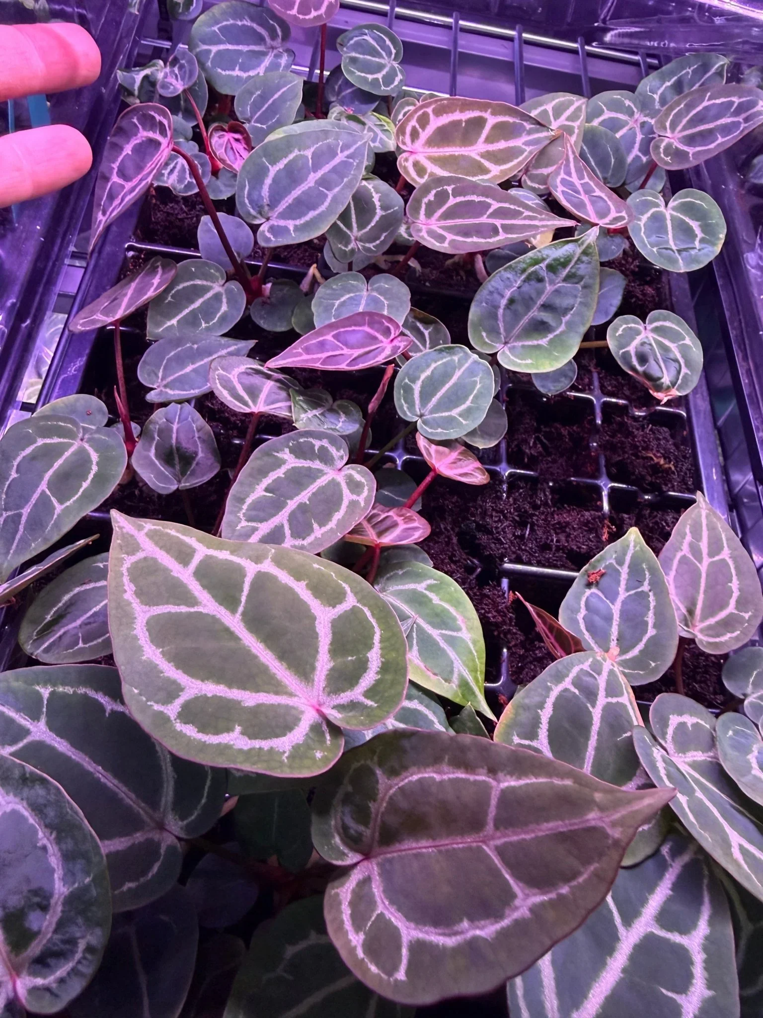SKG Red Crystal Anthurium