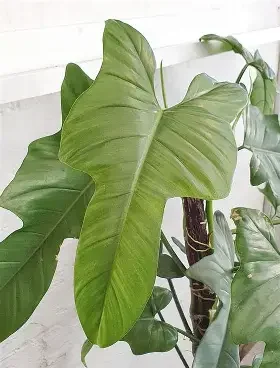 Horse Head Philodendron