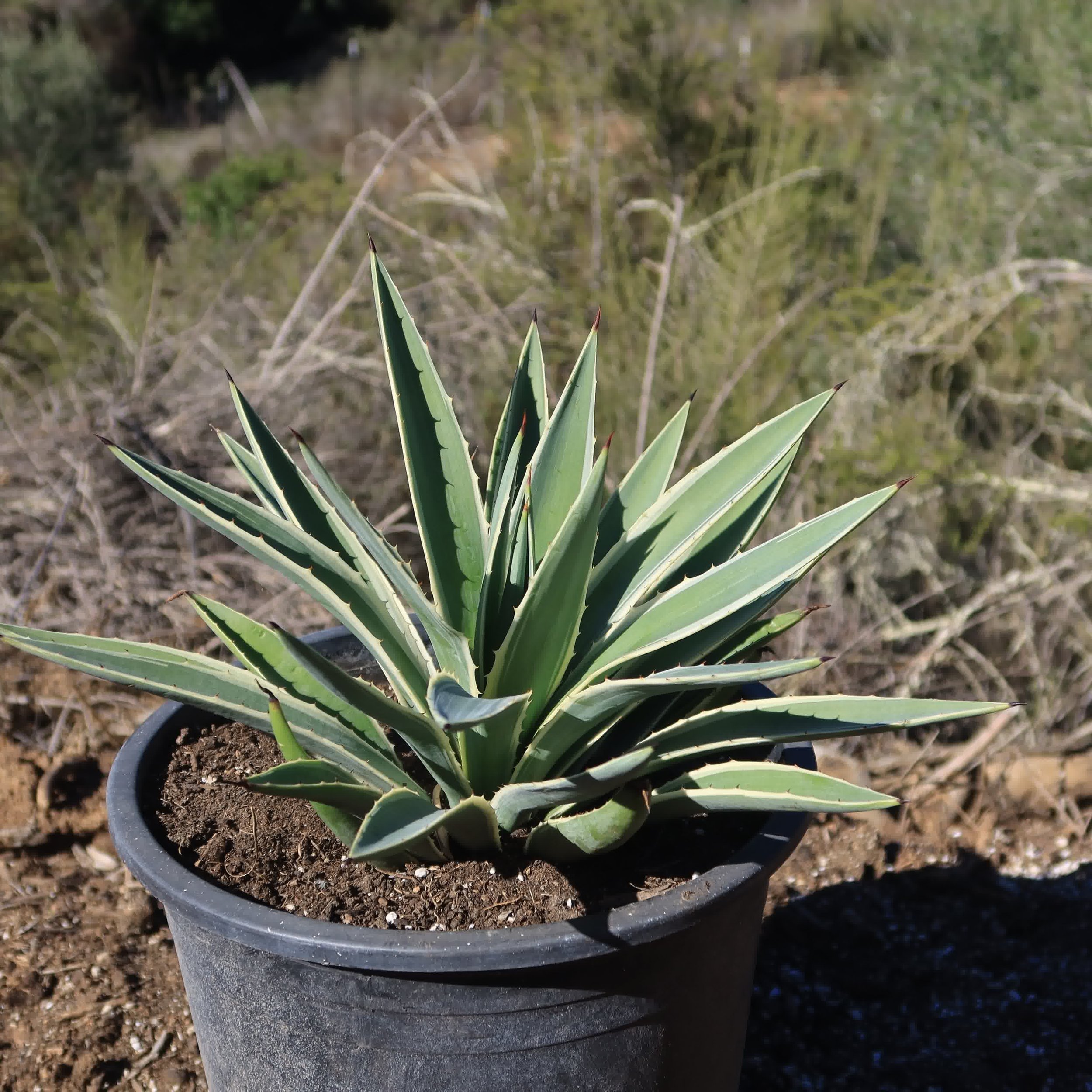 Variegated Caribbean Agave.jpg