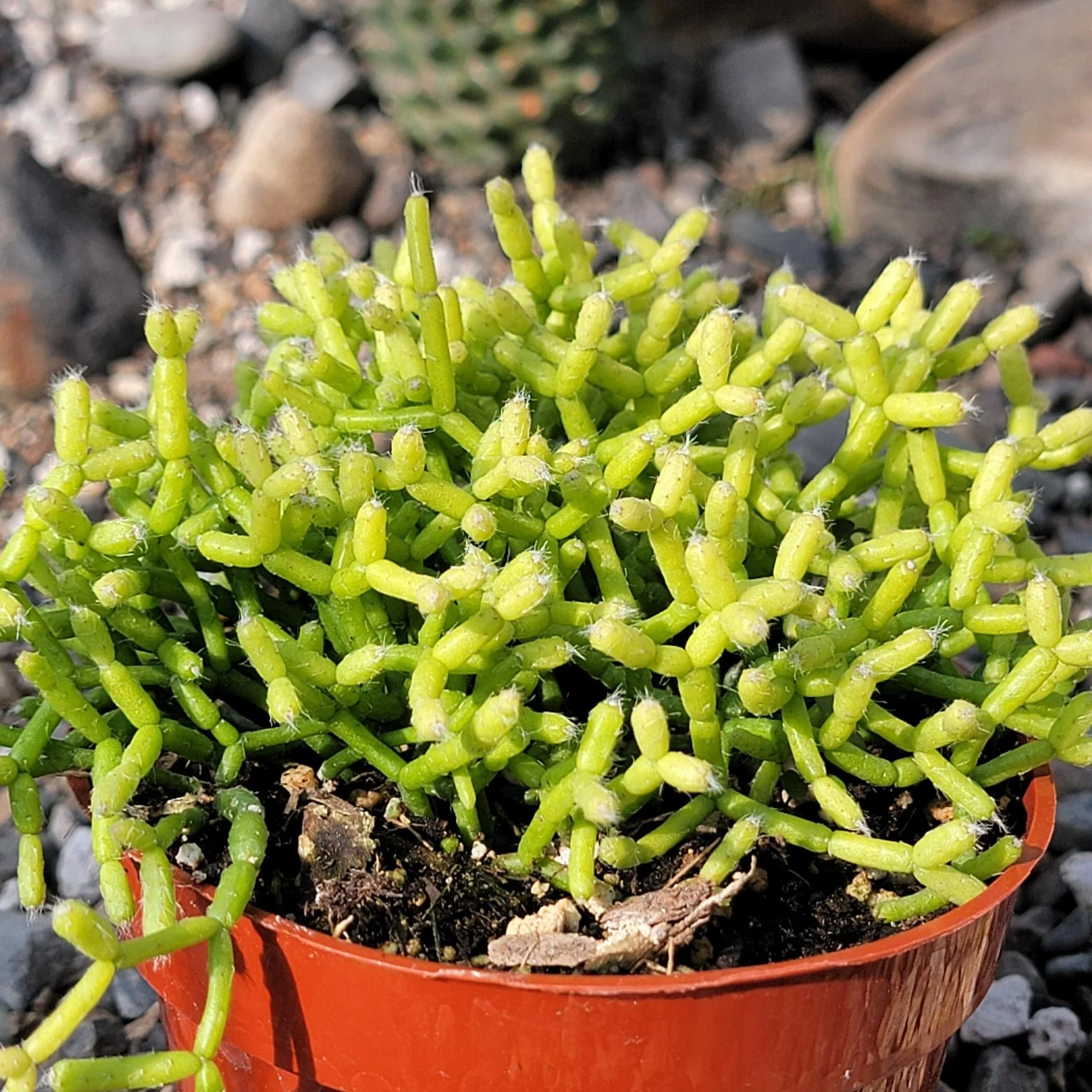 Coral Cactus - Rhipsalis cereuscula