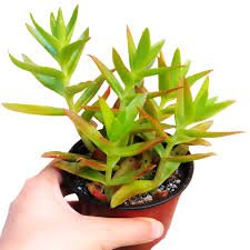 Campfire Jade Plant