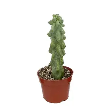 Boobie Cactus