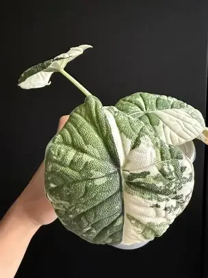 Melo Albo Variegated Alocasia