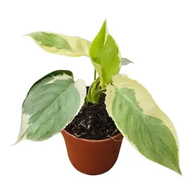 Burle Marx White Lava Philodendron