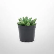 Little Jewel Succulent