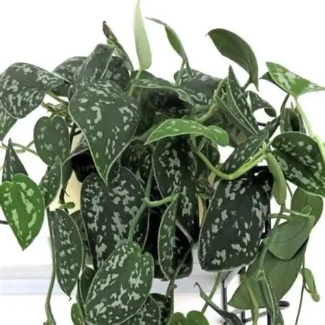 Satin Pothos - Scindapsus pictus Argyraeus